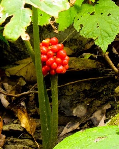 15 Jack In The Pulpit Bare Root Plants - Arisaema Triphyllum for Shade Gardens - Image 10