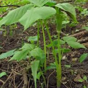 15 Jack In The Pulpit Bare Root Plants - Arisaema Triphyllum for Shade Gardens - Image 2