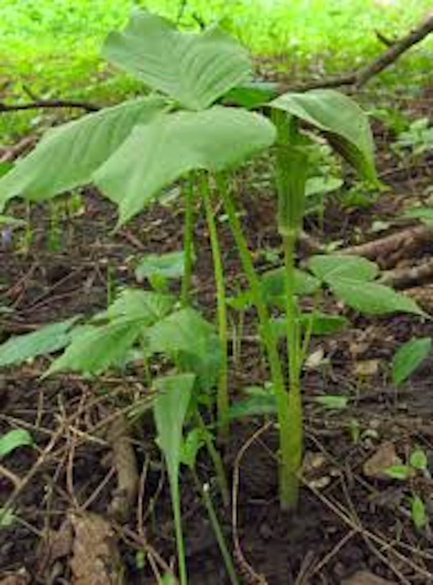 15 Jack In The Pulpit Bare Root Plants - Arisaema Triphyllum for Shade Gardens - Image 2