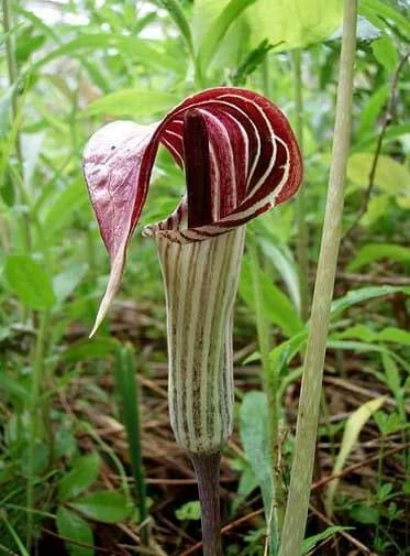 15 Jack In The Pulpit Bare Root Plants - Arisaema Triphyllum for Shade Gardens - Image 3