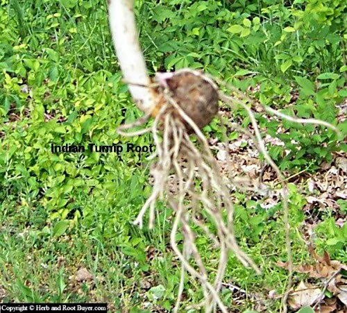 15 Jack In The Pulpit Bare Root Plants - Arisaema Triphyllum for Shade Gardens - Image 4