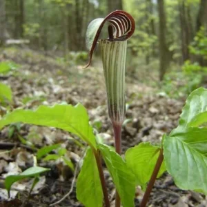 15 Jack In The Pulpit Bare Root Plants - Arisaema Triphyllum for Shade Gardens - Image 6