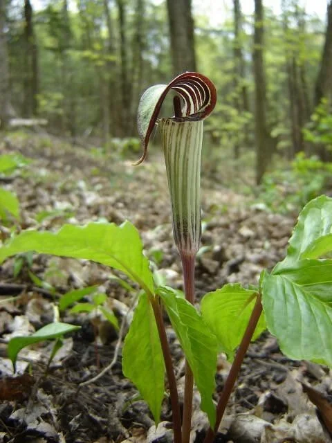 15 Jack In The Pulpit Bare Root Plants - Arisaema Triphyllum for Shade Gardens - Image 6