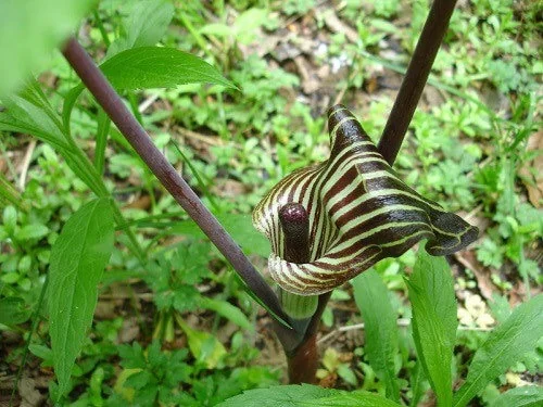 15 Jack In The Pulpit Bare Root Plants - Arisaema Triphyllum for Shade Gardens - Image 7