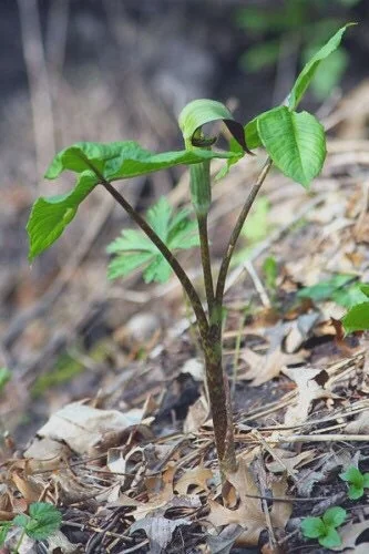 15 Jack In The Pulpit Bare Root Plants - Arisaema Triphyllum for Shade Gardens - Image 8