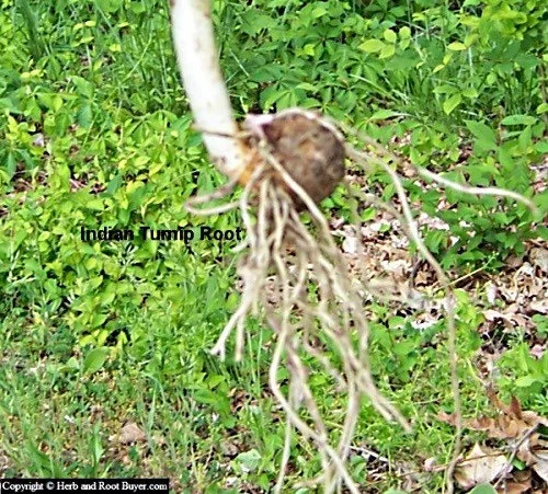 15 Jack In The Pulpit Bare Root Plants - Arisaema Triphyllum for Shade Gardens - Image 9
