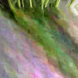 15 Okinawa Purple Sweet Potato Slips - Organic Cuttings - Live Plant - Image 4