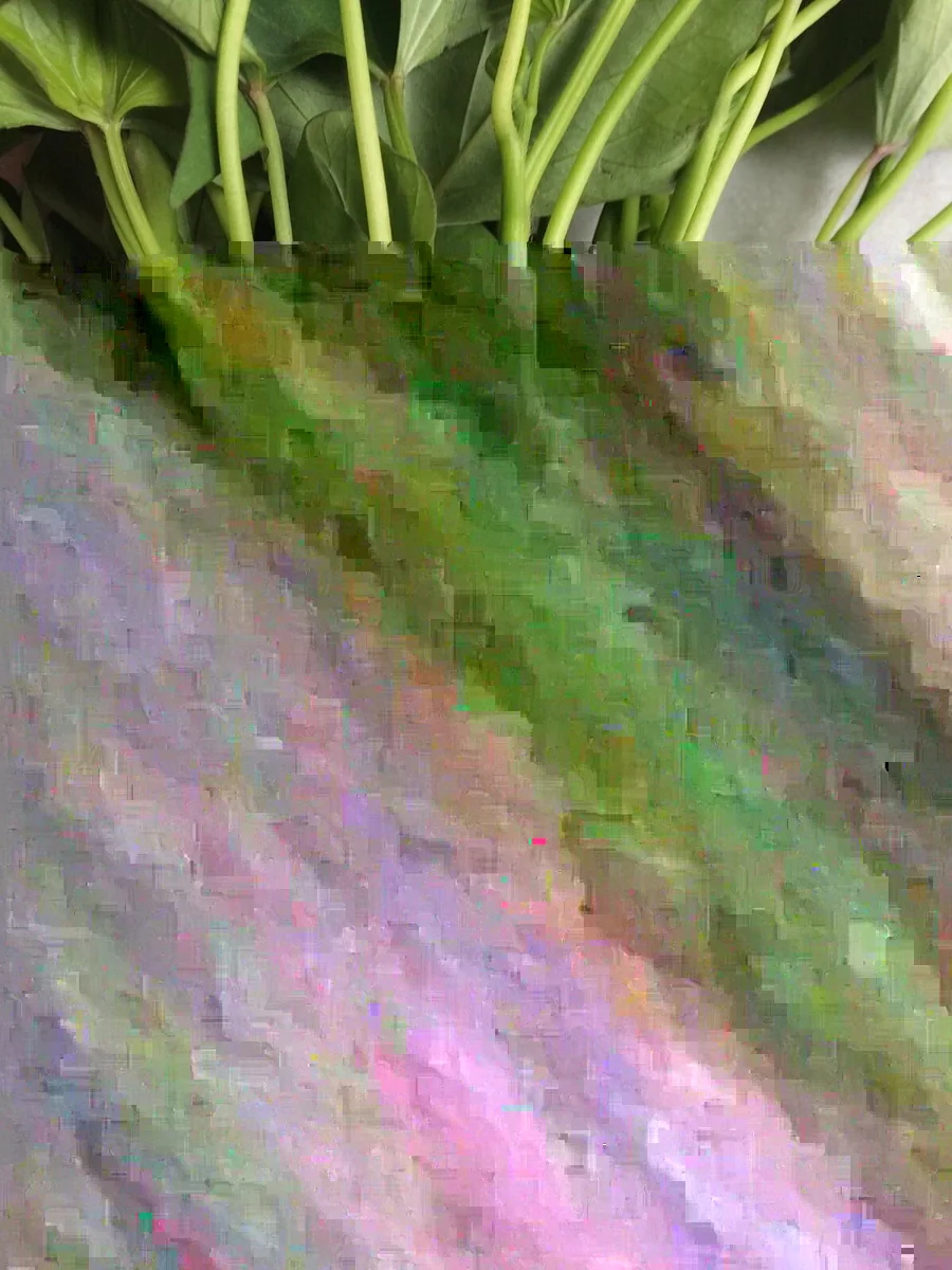 15 Okinawa Purple Sweet Potato Slips - Organic Cuttings - Live Plant - Image 4