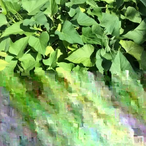 15 Okinawa Purple Sweet Potato Slips - Organic Cuttings for Planting - Image 5