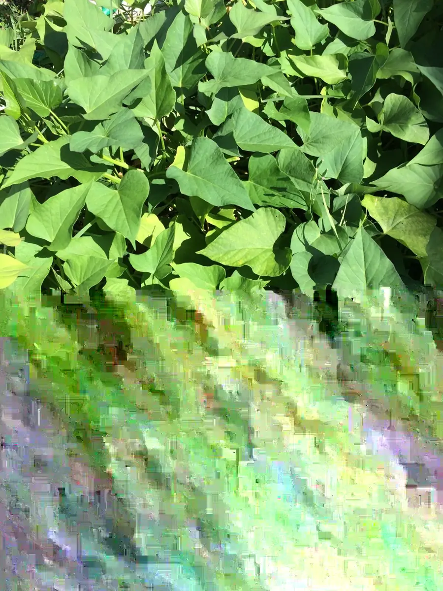 15 Okinawa Purple Sweet Potato Slips - Organic Cuttings for Planting - Image 5