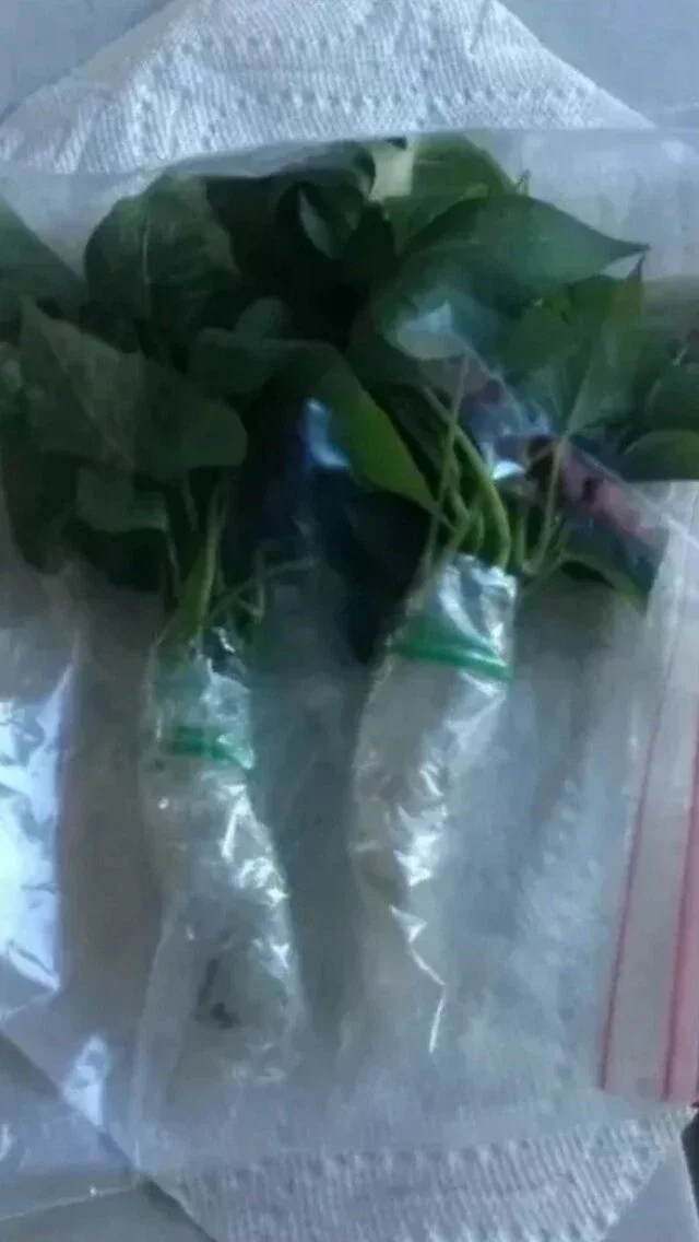 15 Okinawa Purple Sweet Potato Slips - Organic Cuttings for Planting - Image 7