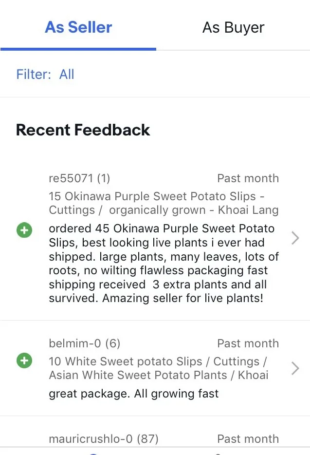 15 Okinawa Purple Sweet Potato Slips - Organic Cuttings for Planting - Image 8