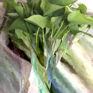 15 Okinawa Purple Sweet Potato Slips - Organically Grown Cuttings - Khoai Lang - Image 3