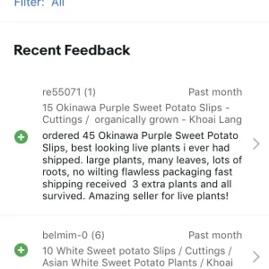 15 Okinawa Purple Sweet Potato Slips - Organically Grown Cuttings - Khoai Lang - Image 8