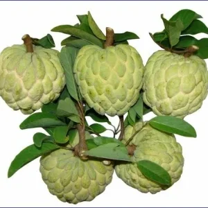 15 Organic Sugar Apple Seeds - Annona Squamosa Custard Apple, Non-GMO - Image 2