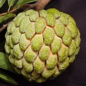 15 Organic Sugar Apple Seeds - Annona Squamosa Custard Apple, Non-GMO - Image 3