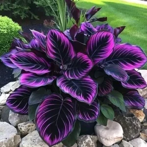 15+ Purple Tip Calathea Couture Flower Seeds - Perennial Indoor & Outdoor Plant - Image 1