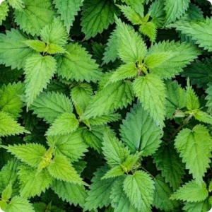 15 Stinging Nettle Bare Roots - Urtica Dioica Organic Live Plant Transplant - Image 4