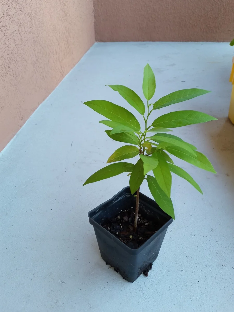 15 Sugar Apple Seeds (Annona squamosa) - Easy to Grow Fruit Seeds, Organic, Non-GMO - Image 2