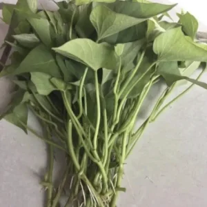 15 Sweet Potato Slips - Okinawa, White, Orange Variety Mix - Live Plants - Image 2