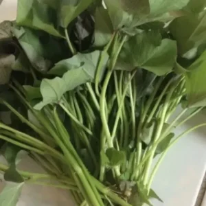 15 Sweet Potato Slips - Okinawa, White, Orange Variety Mix - Live Plants - Image 3