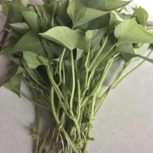 15 Sweet Potato Slips - Okinawa, White, Orange Variety Mix - Live Plants - Image 7