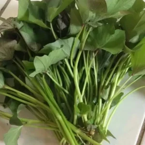 15 Sweet Potato Slips - Red Skin White, Murasaki, Purple Variety Cuttings for Planting - Image 4