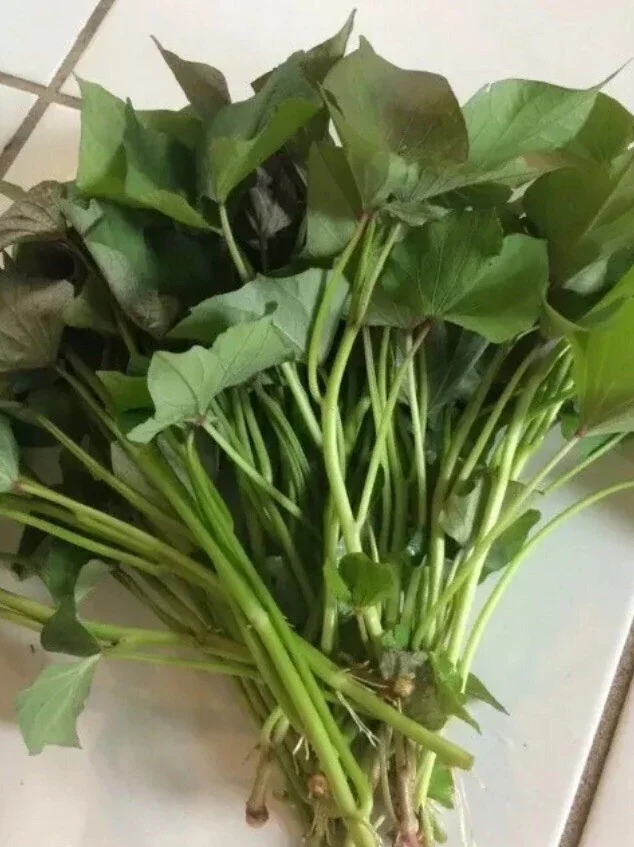 15 Sweet Potato Slips - Red Skin White, Murasaki, Purple Variety Cuttings for Planting - Image 4