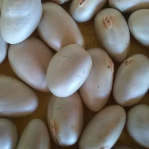 15 Thai Jackfruit Seeds - Rare Tropical Fruit Seeds for Outdoor Planting - Image 1