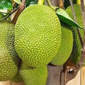 15 Thai Jackfruit Seeds - Rare Tropical Fruit Seeds for Outdoor Planting - Image 4