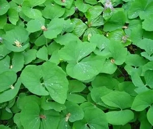 15 Twinleaf Jeffersonia Diphylla Bare Root Plants - Organic Wildflower - Image 2