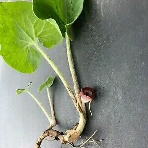 15 Wild Ginger Plants - Asarum Canadense Bare Root Native Perennial - Image 3