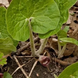 15 Wild Ginger Plants - Asarum Canadense Bare Root Native Perennial - Image 6