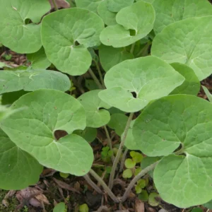 15 Wild Ginger Plants - Asarum Canadense Bare Root Native Perennial - Image 7