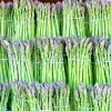 150+ Asparagus Seeds - Perennial Spring Vegetable, Heirloom, Non-GMO - Image 1