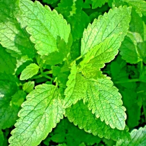 1500 Lemon Balm Citronella Perennial Seeds - Mosquito Repellent Non-GMO - Image 1