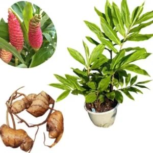 16 Fresh Shampoo Ginger Rhizomes - Zingiber Zerumbet Pinecone Roots - Image 1