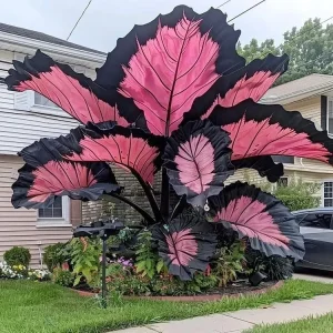 160+ Hosta Seeds - Perennial Shade Plant, Non-GMO, Hardy - Image 5