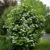 2 American Cranberrybush Bare-root Plants - Viburnum Trilobum Deciduous Shrub - Image 1