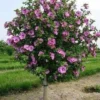 2 Aphrodite Rose of Sharon Althea Bare Root Live Plants – 1-2’ Tall Shrub - Image 1