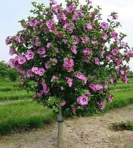 2 Aphrodite Rose of Sharon Althea Bare Root Live Plants – 1-2’ Tall Shrub - Image 1