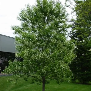 2 Black Cherry Tree Bare-root - Prunus serotina - Fast Growing Outdoor Plant - Image 2