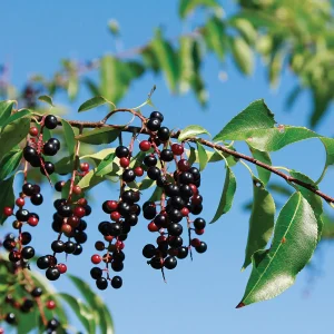 2 Black Cherry Tree Bare-root - Prunus serotina - Fast Growing Outdoor Plant - Image 4