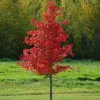 2 Black Gum Tree (Nyssa Sylvatica) Bare-root Live Plant - Vibrant Fall Foliage - Image 1