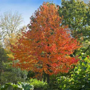 2 Black Gum Tree (Nyssa Sylvatica) Bare-root Live Plant - Vibrant Fall Foliage - Image 2