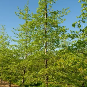 2 Black Gum Tree (Nyssa Sylvatica) Bare-root Live Plant - Vibrant Fall Foliage - Image 3