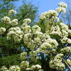 2 Blackhaw Viburnum (Viburnum Prunifolium) Bare-Root Plants - Native Shrub - Image 2