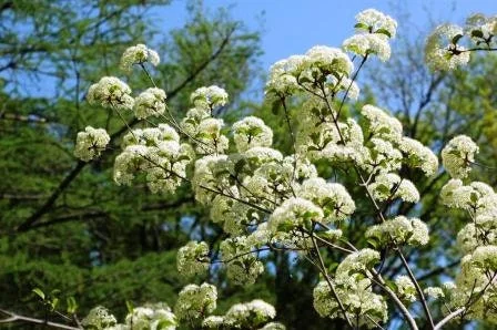 2 Blackhaw Viburnum (Viburnum Prunifolium) Bare-Root Plants - Native Shrub - Image 2