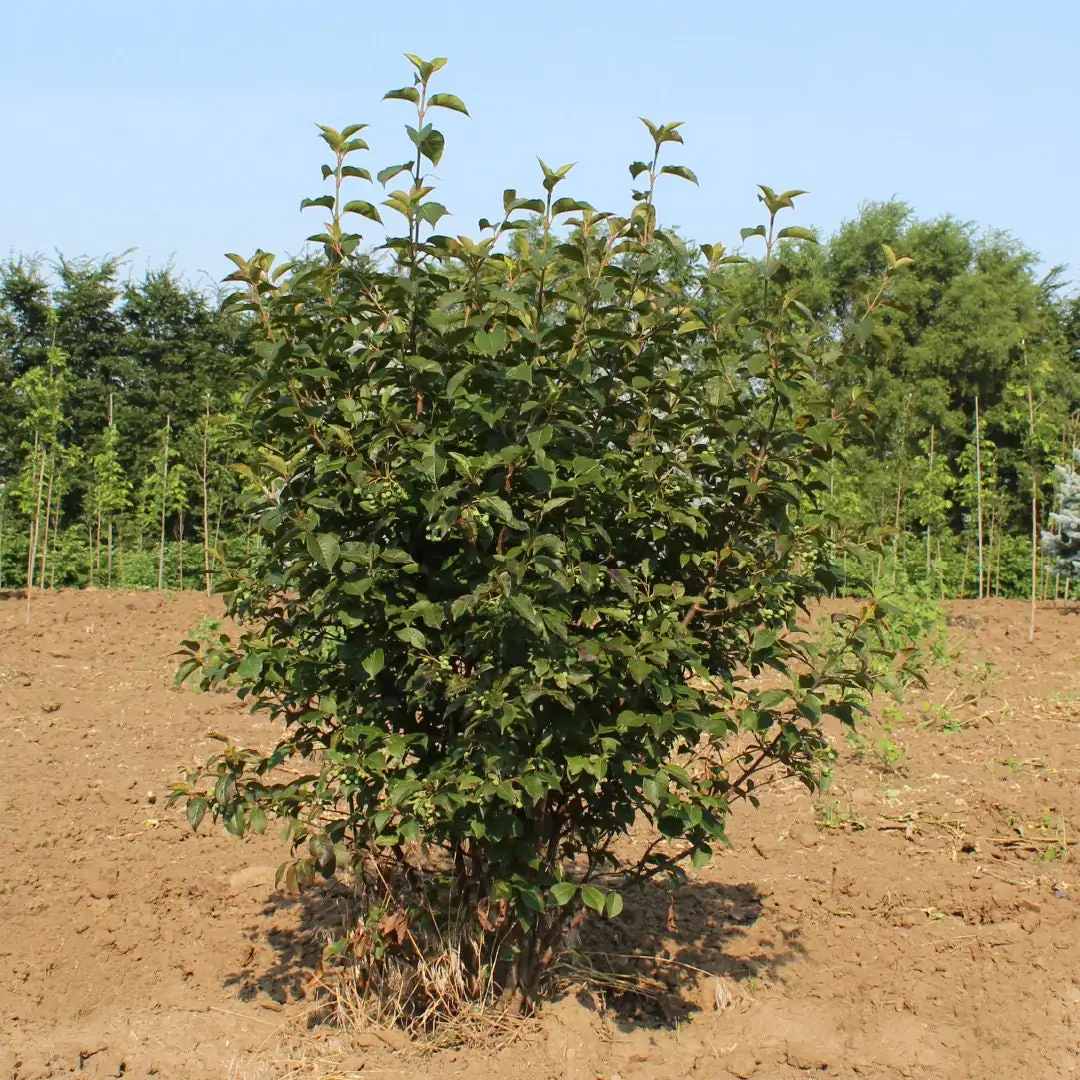 2 Blackhaw Viburnum (Viburnum Prunifolium) Bare-Root Plants - Native Shrub - Image 1