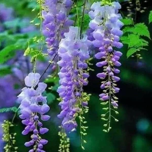 2 Blue Wisteria Bare Root Plant - Fast-Growing Climber for Garden - Image 2